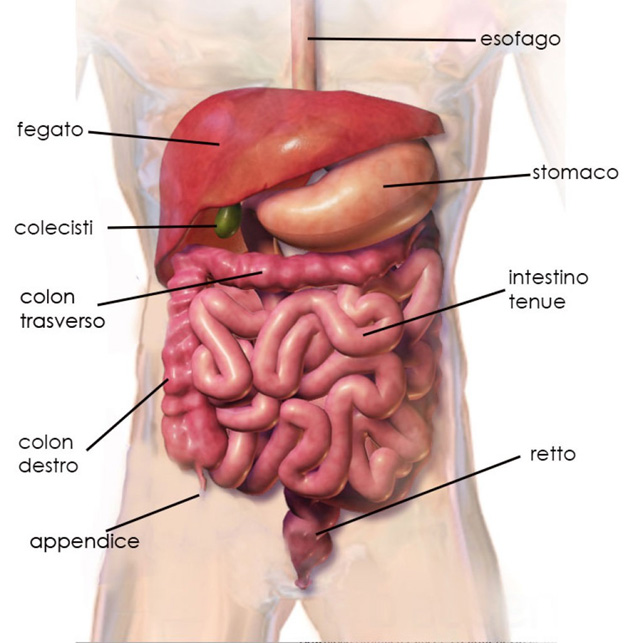 anatomia stomaco