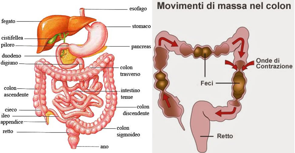 Antiinflamatorio intestino