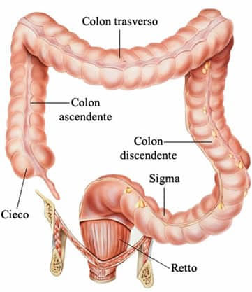 intestino 2019