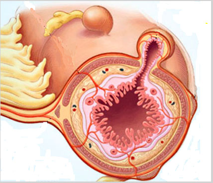 intestino_2_2019.jpg